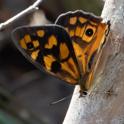 Heteronympha penelope (Shouldered Brown).jpg